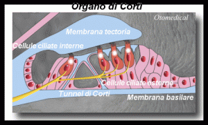 Organo di Corti